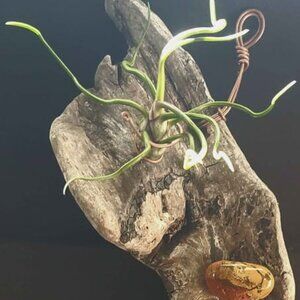 Hanging Driftwood With Polished Jasper and Air Plant.